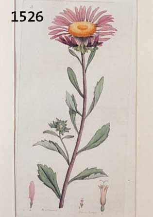 5 5 PFLANZENLITHOGRAPHIEN, UM 1780/1800, 18,5 X 10,5 CM