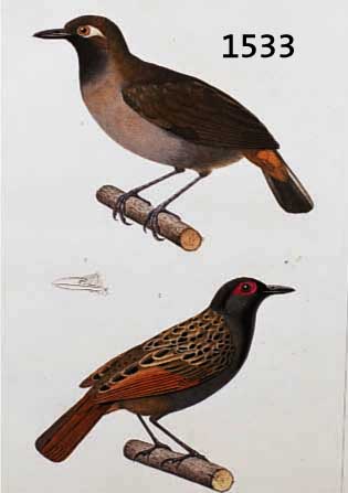 KONVOLUKONVOLUT VON 6 BLATT, MIT ALTKOLOR. KUPFER- STICHEN AUS DEM ATLAS DER ZOOLOGIE PARIS, CHARLES ORBIGNY, PARIS, CA. 1850, MIT PRACHT- VOLLEN ...