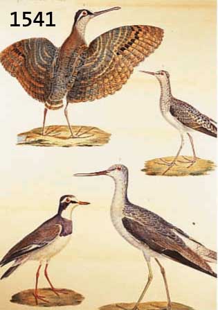 ZWEI LITHOGRAPHIEN, 19. JH., ZOOLOGIE OISEAUX J. CES. SAVIGNY, ALTKOLOR., UNTER GLAS GER., M. CA. 74X56 CM, ALTERSBED. L. GEBR., SEHR SCHÖNE ...