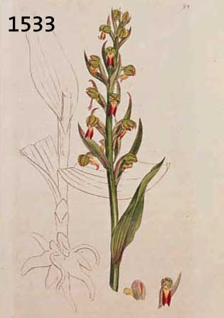 KONVOLUT VON 50 BLATT, MIT ALTKOLOR. KUPFERSTICHEN VON PRACHTVOLLEN BLUMEN, PFLANZEN UND GRÄSERN AUS DEM ENGL. GR. BOTANIKWERK SOWERBY SMITH J. ...