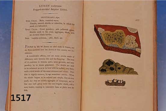1 BUCH OHNE EINBAND MIT 129 ALTKOLOR. KUPFERSTICHEN, MIT LICHENDARSTELLUNGEN, ALLE IN EINEM SEHR GUTEN ZUSTAND, ENGLISH BOTANY, JAMES SOWERBY F. ...