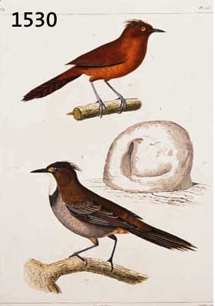 KONVOLUT VON 14 BLATT, MIT ALTKOLOR. KUPFER- STICHEN MIT PRACHTVOLLEN VOGELDARSTELLUNGEN, JEWEILS 2 VÖGEL AUF EINEM AST SITZEND, TEILWEISE ...