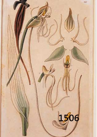 KONVOLUT 5 HANDKOLORIERTE BLUMENKUPFERSTICHE, UM 1820, VON HART, CURTIS, EDWARDS, JE CA. 22 X 13 CM, PP, R.