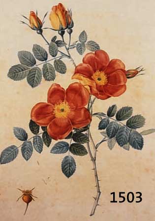 REDOUTé, PIERRE JOSEPH, 1759-1840, ROSA EGLANTERIA PUNICEA, GESTOCHEN VON LANGLOIS, GEDRUCKT BEI RéMOND, ALTKOLORIERT, CA. 34 X 24 CM, PP, ...