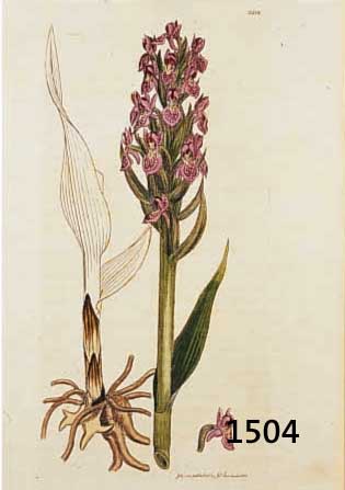 KONVOLUT MIT 80 BLATT, MIT PRACHTVOLL ALT- KOLOR. KUPFERSTICHEN MIT SCHÖNEN BLUMEN, PFLANZEN, GRÄSER- UND FRÜCHTEDARSTELLUNGEN AUS DEM ENGL. GR. ...