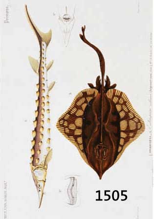 KONVOLUT VON 15 BLATT, MIT ALTKOLOR. KUPFER- STICHEN AUS CH. ORBIGNY ALTLAS DER ZOOLOGIE PARIS, CA. 1850, MIT PRACHTVOLLEN FISCH- DARSTELLUNGEN, ...