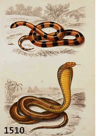 KONV. 9 BLATT MIT ALKOLOR. KUPFERSTICHEN AUS ATLAS DER ZOOLOGIE CHARLES ORBIGNY, CA. 1850, MIT PRACHTVOLLEN SCHLANGENDARST. BIS ZU 3 SCHLANGEN AUF ...
