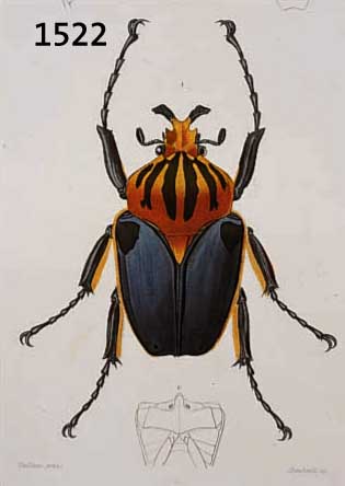 KONVOLUT VON 18 BLATT ALTKOLOR. KUPFERSTICHE AUS DEM ATLAS DER ZOOLOGIE, CH. ORBIGNY PARIS, CA. 1835, MIT PRACHTVOLL ALTKOLOR. ...