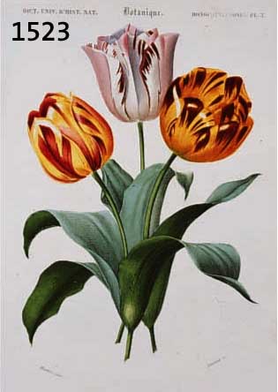 KONVOLUT VON 20 BLATT MIT ALTKOLOR. KUPFER- STICHEN, MIT PRACHTVOLLEN BLUMEN UND PFLAN- ZENDARSTELLUNGEN AUS DEM ATLAS DER ZOOLOGIE, PARIS CH. ...