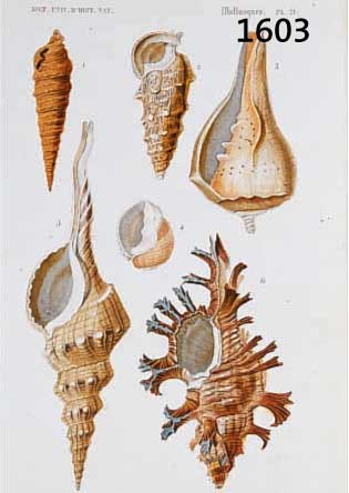 KONVOLUT VON 15 BLATT, MIT ALTKOLOR. KUPFER- STICHEN AUS ATLAS DER ZOOLOGIE PARIS, 1835, MIT PRACHTVOLLEN MUSCHELN, SCHNECKEN UND ...