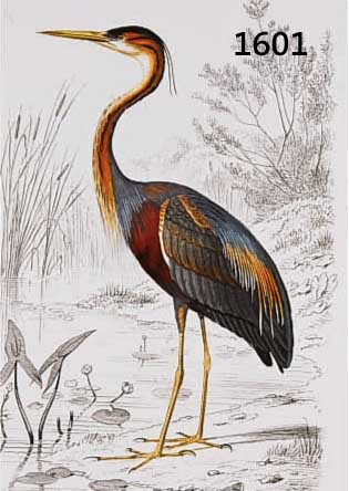 KONVOLUT VON 14 BLATT, MIT PRACHTVOLLEN 14 ALTKOLOR. KUPFERSTICHEN MIT ENTEN, REIHERN, FLAMINGOS, GÄNSEN USW., SEHR GUTE ERHALTENE BLÄTTER, MIT ...