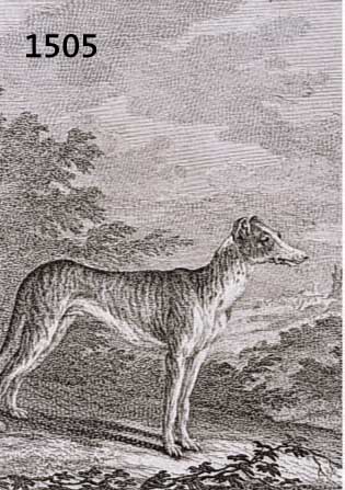 RIDINGER, JOH. ELIAS, 18. JH., HUNDEDARSTELLUNGEN: SAUFINDER UND LEICHTER COURS HUND, JE CA. 16 X 13 CM, PP