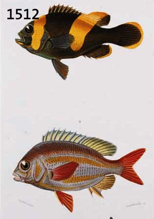 KONVOLUT VON 10 BLATT KUPFERSTICHE, DAVON 8 ALTKOLOR., MIT PRACHTVOLLEN FISCHDARSTELLUNGEN BIS ZU 4 FISCHEN AUF EINEM BLATT AUS DEM ATLAS DER ...