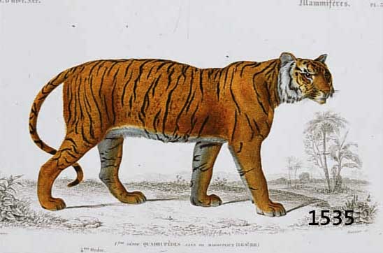 KONVOLUT VON 10 BLATT, MIT ALTKOLOR. KUPFERSTICHEN MIT PRACHTVOLLEN TIERDARSTELLUN- GEN AUS DEM ATLAS DER ZOOLOGIE CH. ORBIGNY PARIS, CA. 1835, ...