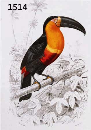 KONVOLUT VON 15 BLATT, MIT ALTKOLOR. KUPFERSTICHEN MIT PRACHTVOLLEN VOGELDAR- STELLUNG BIS ZU 2 VÖGEL AUF EINEM BLATT IN PRACHTVOLLEN ALTKOLORIT, ...