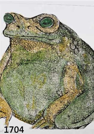 ZBINDEN, EMIL, 1908-1991, ZWEI HANDKOLO- RIERTE HOLZSCHNITTE: DER FROSCH, DIE KOMISCHE BAUMSCHEIBE, JE CA. 38 X 38 CM, PP