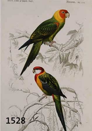 KONVOLUT VON 18 BLATT ALTKOLORIERTER KUPFER- STICHE, MIT PRACHTVOLLEN VOGELDARSTELLUNGEN VON BIS ZU ZWEI VÖGEL AUF EINEM BLATT, U.A. MIT ...