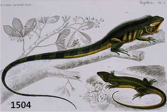 KONVOLUT VON 8 BLATT ALTKOLORIERTER KUPFER- STICHE, MIT PRACHTVOLLEN DARSTELLUNGEN VON FRÖSCHEN, SALAMANDER, KL. REPTILIEN U.S.W., BIS ZU ZWEI ...