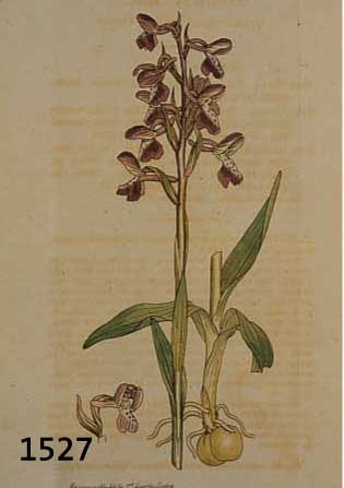 KPNVOLUT AUS 100 ALTKOLORIERTEN KUPFERSTICHEN, MIT PRACHTVOLLEN BLUMEN, PFLANZEN UND FRÜCHTEDARSTELLUNGEN, AUS DEM GR. ENGL. BOTANIKWERK SOWERBY ...