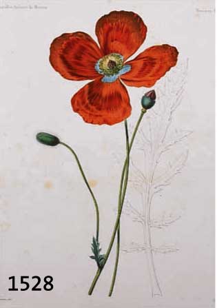 KONVOLUT VON 8 ALTKOLORIERTEN LITHOGRAFIEN, AUS DEM FRZ. WERK NOUVELLES ARCHIVES DU MUSEM, UM 1860, MIT BLUMEN- UND PFLANZENDARSTELLUNGEN VN BIS ZU ...