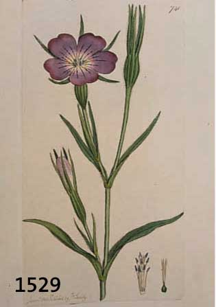 KONVOLUT VON 100 BLATT, MIT PRACHTVOLLEN BLUMEN-UND PFLANZENDARSTELLUNGEN AUS DEM GR. ENGL. BOTANIKWERK SOWERBY SMITH, J. ENGLISH BOTANY, LONDON, ...