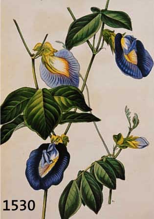 KONVOLUT VON 15 BLATT, MIT ALTKOLOR. LITHO, MIT PRACHTVOLLEN BLUMENDARSTELLUNGEN AUS PAXTON, LONDON, CA. 1850, U.A. CAMELIA, MAIGLÖCKCHEN, ...