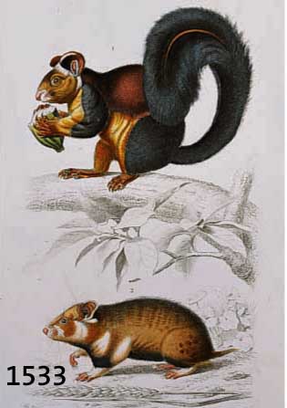 KONVOLUT VON 10 BLATT, MIT ALTKOLOR. KUPFERSTICHEN AUS CH. ORBIGNY PARIS, ATLAS DER ZOOLOGIE, CA. 1835, MIT VERSCHIEDENEN TIERDARSTELLUNGEN U.A. ...