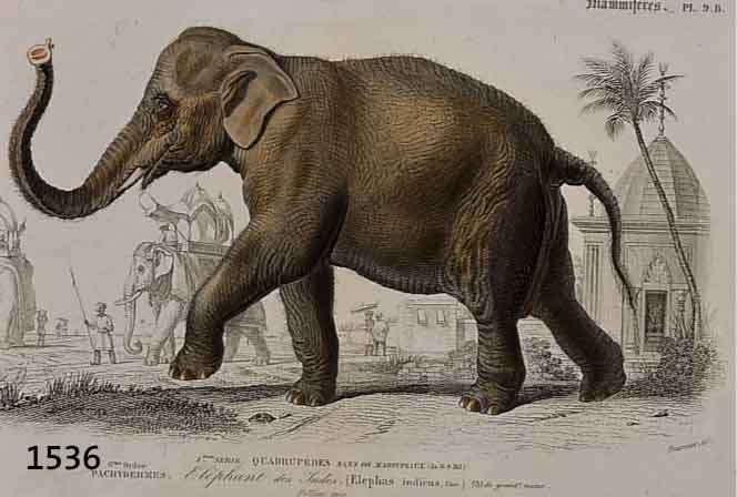 KONVOLUT VON 10 BLATT, MIT VERSCHIEDENEN TIERDARSTELLUNGEN U.A. ELEFANT, KÄNGURUH, TAPIR, SCHWEIN, ELCH, ZEBRA, ZWEI GÜRTEL- TIERE U. ...