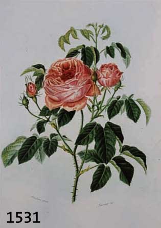KONVOLUT VON 14 BLATT, MIT VERSCHIEDENEN BLUMENDARSTELLUNGEN U.A. ROSE UND PFLANZEN- DARSTELLUNGEN, STRELITZIE, BANANENSTAUDE, PINIEN, ...