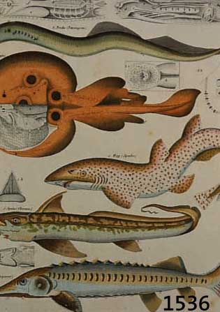 15 Blatt aus Okens Naturge-, schichte, 1843,, Kupferstiche, Fische, 34.5 x 27 cm, l. gebrÄunt und l. stock- fleckig
