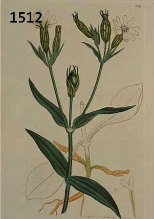 KONVOLUT VON 100 BLATT, MIT ALTKOLOR. KUPFERSTICHEN, MIT PRACHTVOLLEN BLUMEN- UND PFLANZENDARSTELLUNGEN AUS DEM ENGL. BOTANIKWERK SOWERBY SMITH J. ...