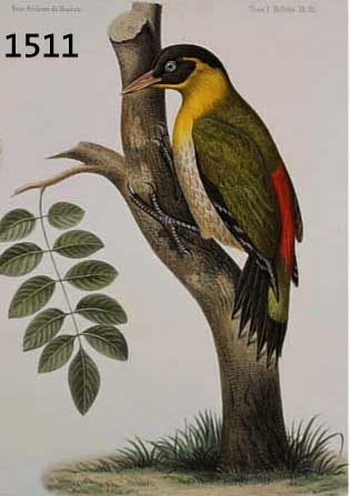 KONVOLUT VON 12 BLATT, MIT ALTKOLOR. LITHO, MIT VOGELDARSTELLUNGEN BIS ZU VIER VÖGELN AUF EINEM BLATT AUS DEM FRANZ. WERK NOUVELLES ARCHIVES DU ...