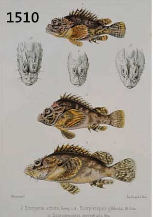 Konvolut von 17 Blatt, mit verschiedenen Fischdarstellungen, bis zu 8 Darstellungen auf einem Blatt, 22 x 17 cm