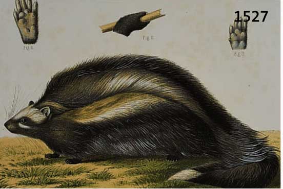 KONVOLUT AUS 7 BLATT, ALTKOLOR. LITHO. MIT VERSCHIEDENEN TIERDARSTELLUNGEN U.A. WASCHBÄR, HIRSCHE, ZWEI VERSCHIEDENEN AFFEN- ARTEN UND SCHNECKEN, ...