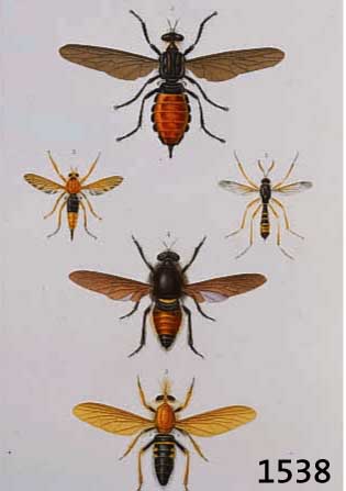 KONVOLUT AUS 13 BLATT MIT ALTKOLOR. KUPFER- STICHEN, AUS ATLAS DER ZOOLOGIE, CHARLES ORBIGNY, PARIS CA. 1835, DAVON 2 L. BRÄUNLICH, SONST SEHR GUT ...