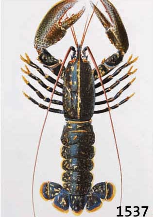 Konvolut von 8 Blatt mit altkolor. Kupfer- stichen, aus Atlas der Zoologie, Charls Orbigny, Paris ca. 1835, 2 leicht brÄunlich, jedoch mit ...