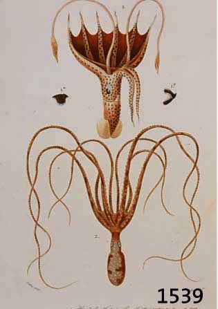 KONVOLUT VON 8 BLATT MIT ALTKOLOR. KUPFER- STICHEN, MIT VERSCHIEDENEN KORALLEN- UND POLYPENDARSTELLUNGEN, BIS ZU 6 ABBILDUNGEN AUF EINEM BLATT, ...