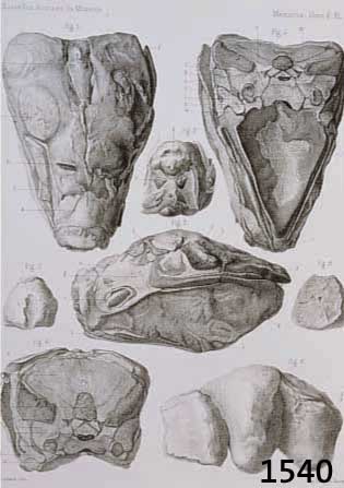 KONVOLUT VON 20 BLATT, MIT LITHO. AUS DEM FRANZ. WERK NOUVELLES ARCHIVES DU MUSEUM PARIS, CA 1860, MIT KNOCHEN HIRN, VON VERSCHIEDENEN TIERARTEN, ...