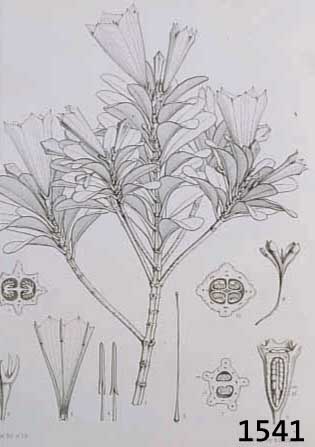 KONVOLUT VON 25 BLATT, MIT SCHÖNEN UNKOLOR. LITHO. AUS DEM FRANZ. WERK NOUVELLES ARCHIVES DU MUSEUM PARIS, CA. 1860, DARSTELLUNGEN VON ...