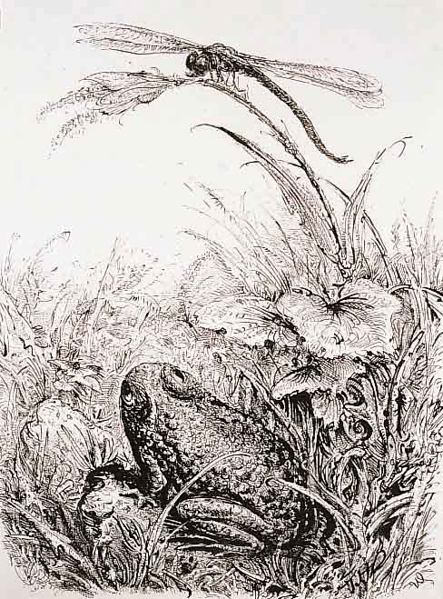 Weber, A. Paul, 1893-1980, Frosch und Libel- le, Lithographie, re. u. handsign., ca. 45 x 35 cm