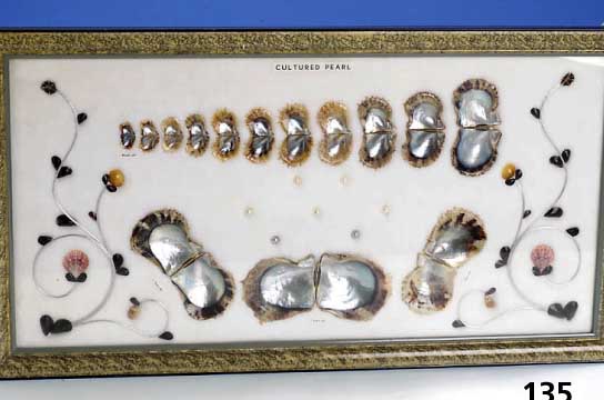 Schaubild: Muscheln, verschiedene Wachs- tumsstadien der Perlen, sehr anschaulich, mit div. versch. Zuchtperlen und versch. Farben als ...