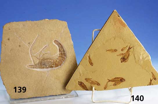 Fossilplatte, Brasilien, TertiÄr, ca. 30 Mio. Jahre alt, versteinerte Fische, 3 versch. Arten, Skelette z. T. Schuppenerhaltung, vielfach nur ...