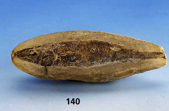 Versteinerter Fisch, Brasilien, TertiÄr, L. ca. 17 cm