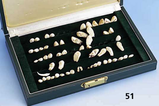 Konvolut HirschzÄhne, u.a. von Wapiti- hirschen, außerordentlich schÖne StÜcke von ausgesuchter QualitÄt und GrÖße, z.T. Grandeln aus ...