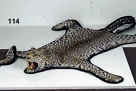 Fell eines weiblichen Leoparden, 70er Jahre, auf Filz aufgezogen, Kopf verstÄrkt, Maul offen mit ZÄhnen und Zunge, leichter Milbenbefall, ...