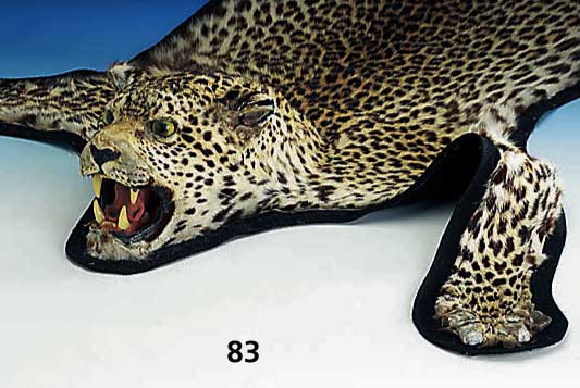 Fell eines weiblichen Leoparden, 70er Jahre, auf Filz aufgezogen, Kopf verstÄrkt, Maul offen mit ZÄhnen und Zunge, leichter Milbenbefall, ...