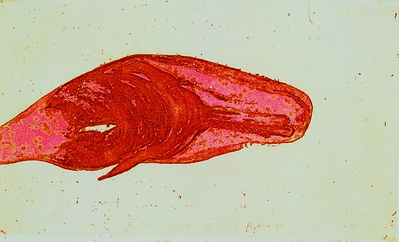 Joseph Beuys, 1921 Krefeld-1986 Düsseldorf, "Meerengel Spermwal", Farbradierung auf Arches France Velin, Museumsauflage, handsigniert und ...