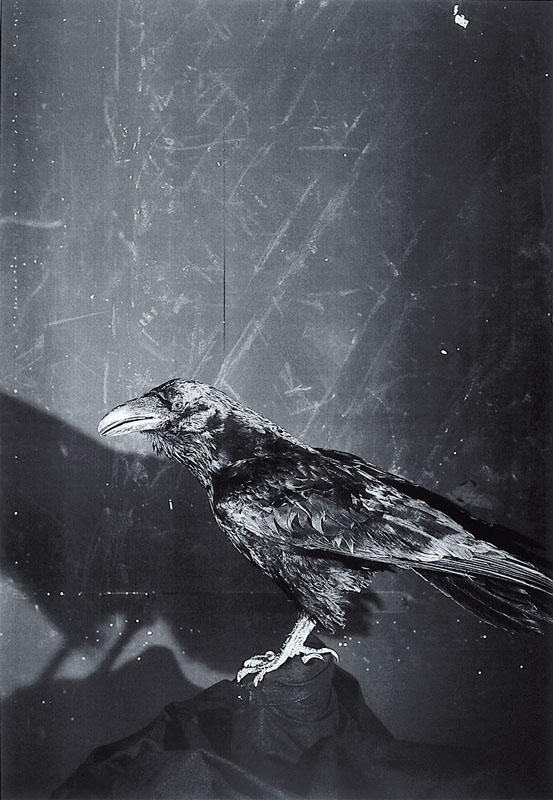 Jim Dine, geb. 1935, "Raven and Owls", Offset auf festem Karton, handsigniert, nur wenige handsignierte Exemplare, ca. 98x67 cm