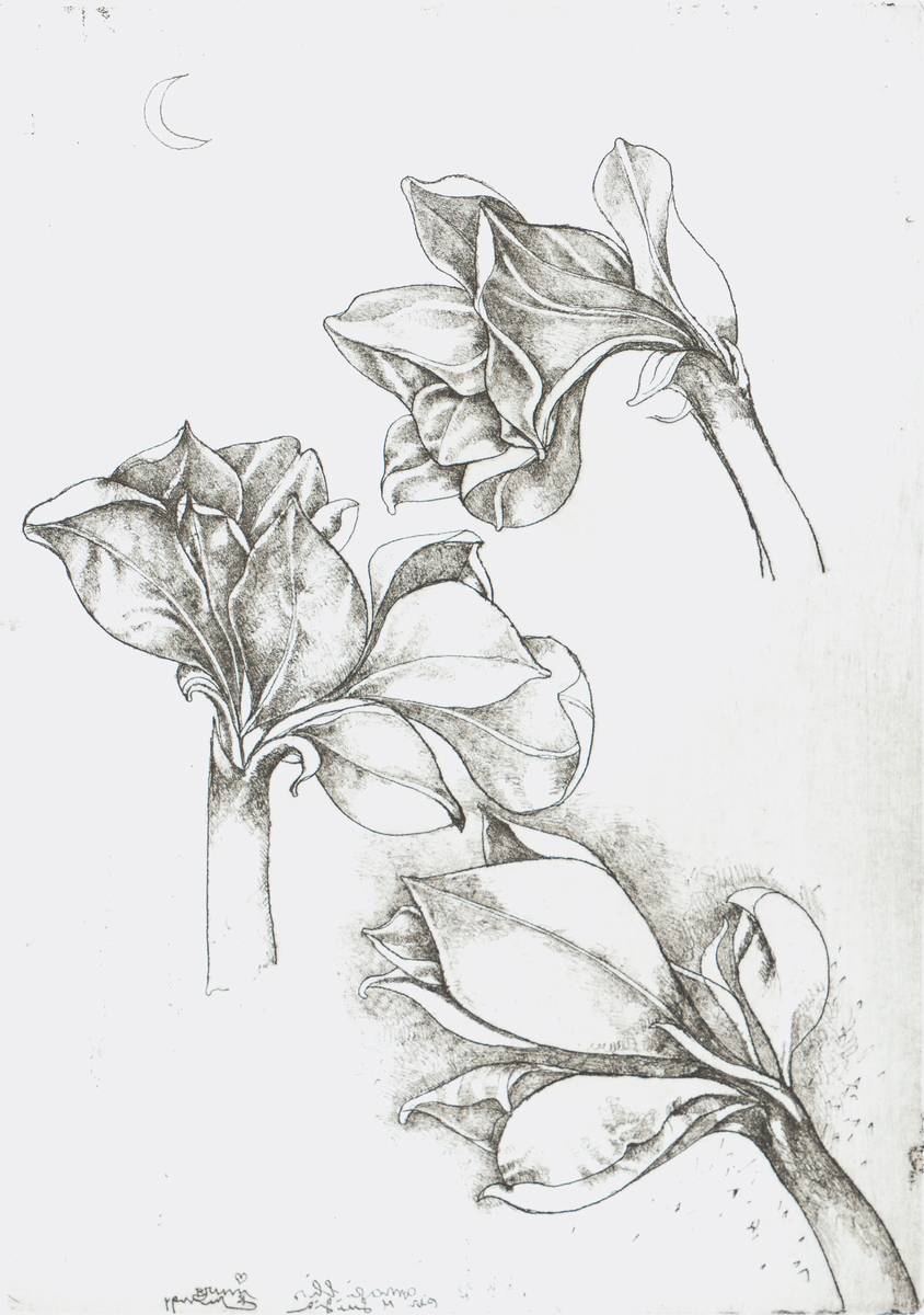 Bruno Bruni, geb. 1935 Gradara, Studie mit Amaryllis, Radierung, 1999, in der Platte u. handsign, num 10/50, Platte ca. 40,5 x 28,5 cm, Blattgr. 70 x ...