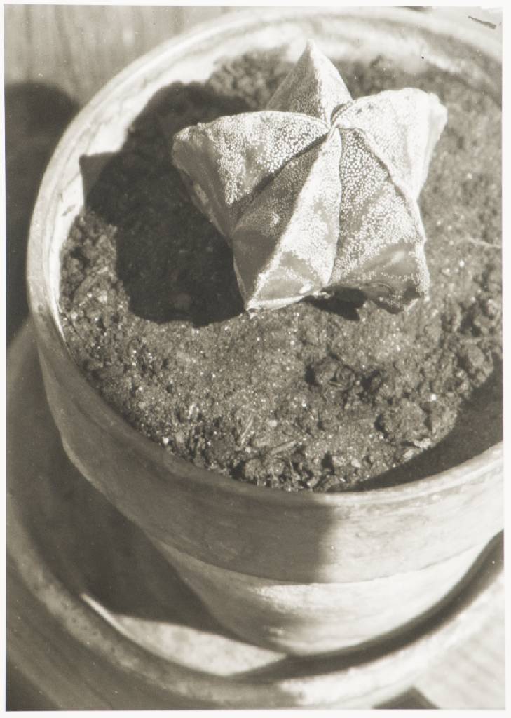 Detail c: Heinrich Kühn, 1866-1944, Pionier der Kunstphotographie, Mappe mit 6 Fotografien, Edition Griffelkunst 2014, Blattgr. 30X24 cm
